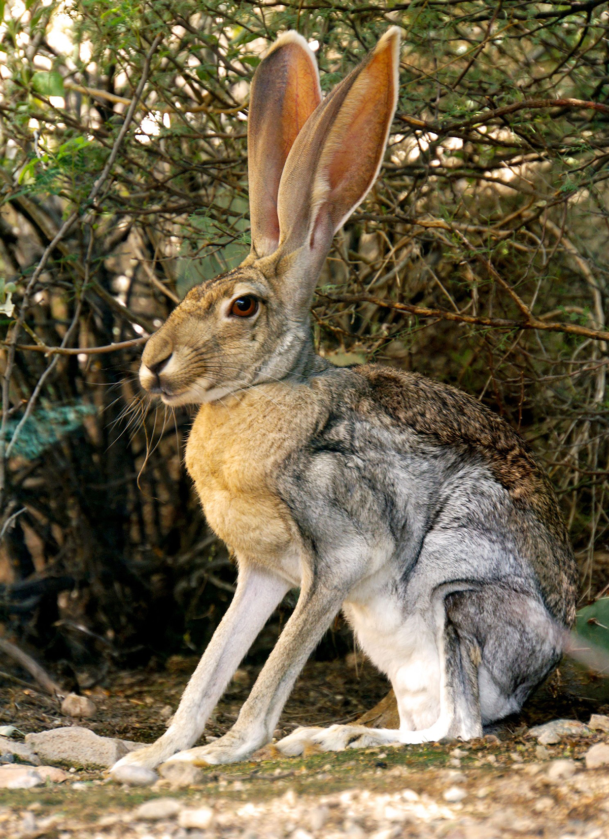 Photo of Black-tailed and Antelope Jackrabbit