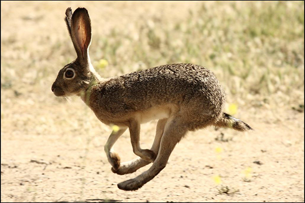 Photo of Black-tailed and Antelope Jackrabbit