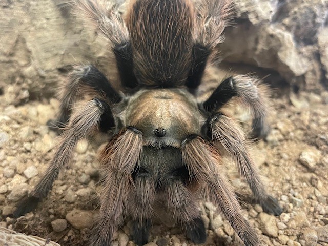 Photo of Desert Blonde Tarantula