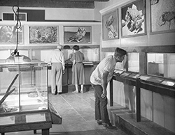 Small Animal Room, circa 1950s