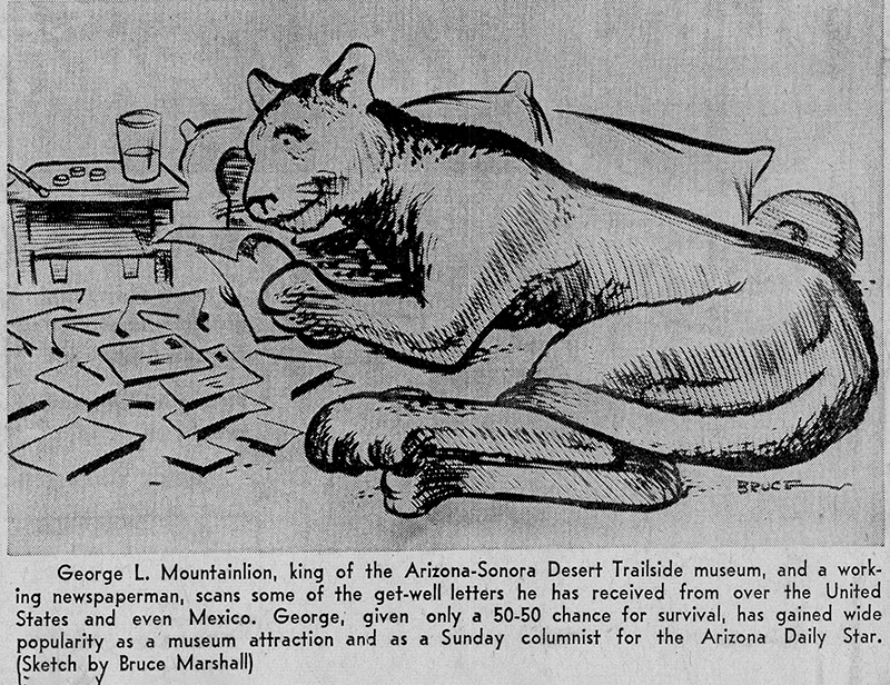 George L Mountainlion cartoons bruce marshall 1955