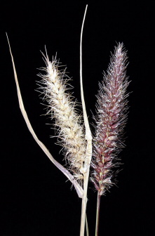 Buffelgrass close up