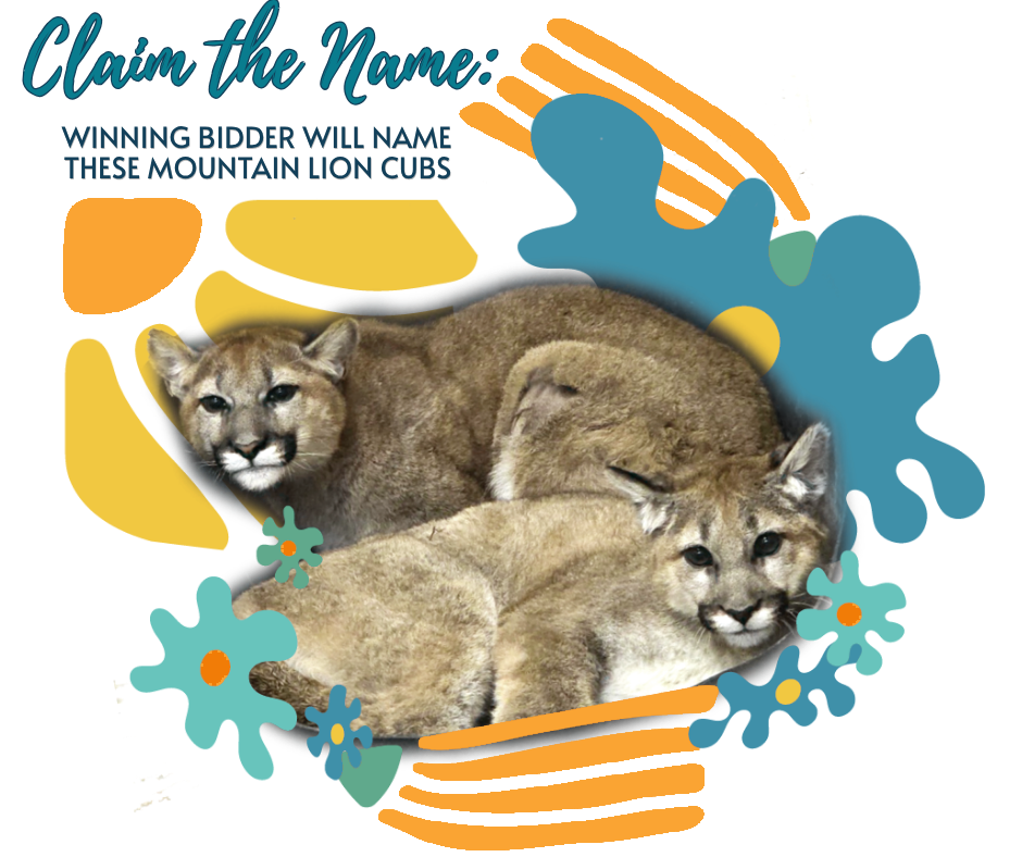 Claim the Name: Winning bidder will name these mountain lion cubs