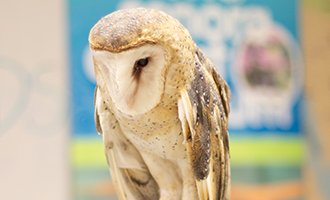 Photo of Night the Barn Owl