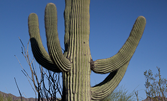 Photo of a Saguaro