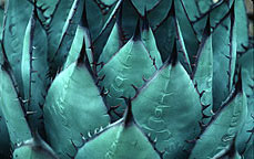 agave