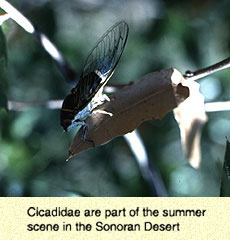 cicadidae