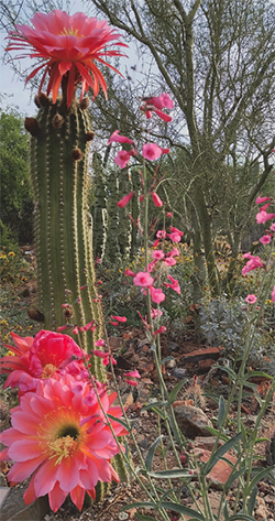 Vibrant Flying Saucers (Trichocereus Hybrid) lend color to the landscape - credit Jason Wiley