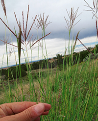 A hand holding some bluestems