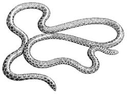 Line drawing of a threadsnake