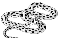 Line drawing of gartersnake