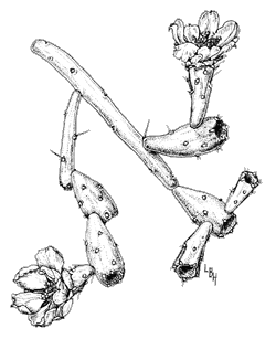 Illustration of pencil cholla