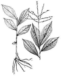 Line drawing of a primitive broad-leaved grass