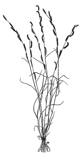 Line drawing of Rothrock grama