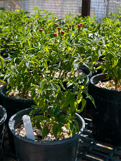 Chiltepin in pot