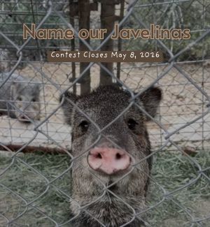 Javelina behind a gated area.