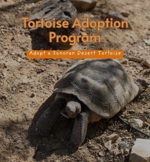 Sonoran Desert Tortoise in enclosure