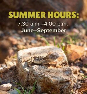 A horned lizard sits on a rock with the text 