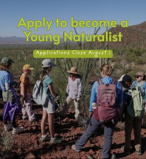 Young Naturalists hiking at Saguaro National Park.