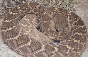 Rattlesnake