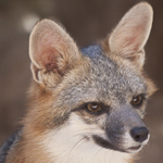 Grey Fox