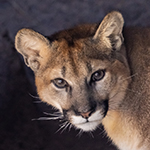 Mountain Lion