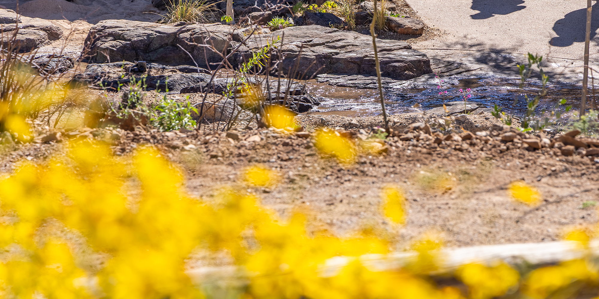 A view of the stream with yellow flowers in the foreground