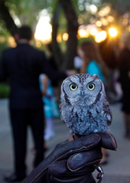 Photo of an elf owl on the glove during a desert experience