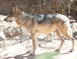 Mexican Gray Wolf